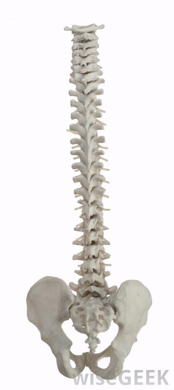 spine